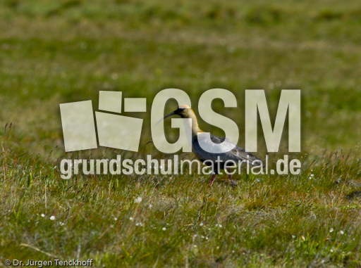 Schwarzzügelibis (5 von 15).jpg